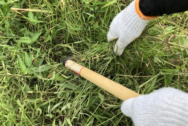 軍手しながら鎌で草刈りをしている